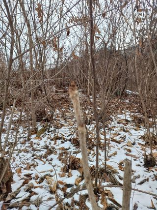 임오빈님의 두릅 · 영농일지 작성글 사진