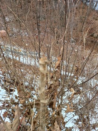 임오빈님의 두릅 · 영농일지 작성글 사진