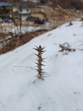 임오빈님의 두릅 · 영농일지 작성글 사진