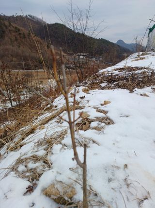 임오빈님의 두릅 · 영농일지 작성글 사진