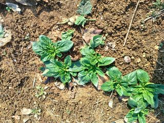 이기왕님의 복숭아 · 영농일지 작성글 사진