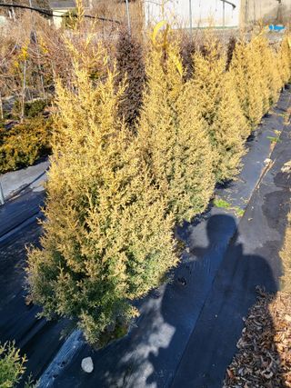 김옥균 님의 자유주제 · 자유게시판 작성글 사진