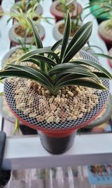 팜모닝 출석결과 자랑하기·참여글 게시글 이미지