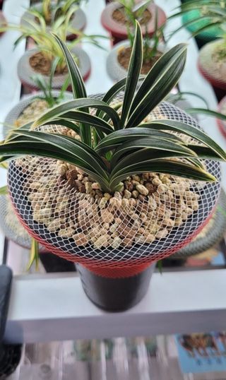 이원영님의 출석결과 자랑하기 · 참여글 작성글 사진