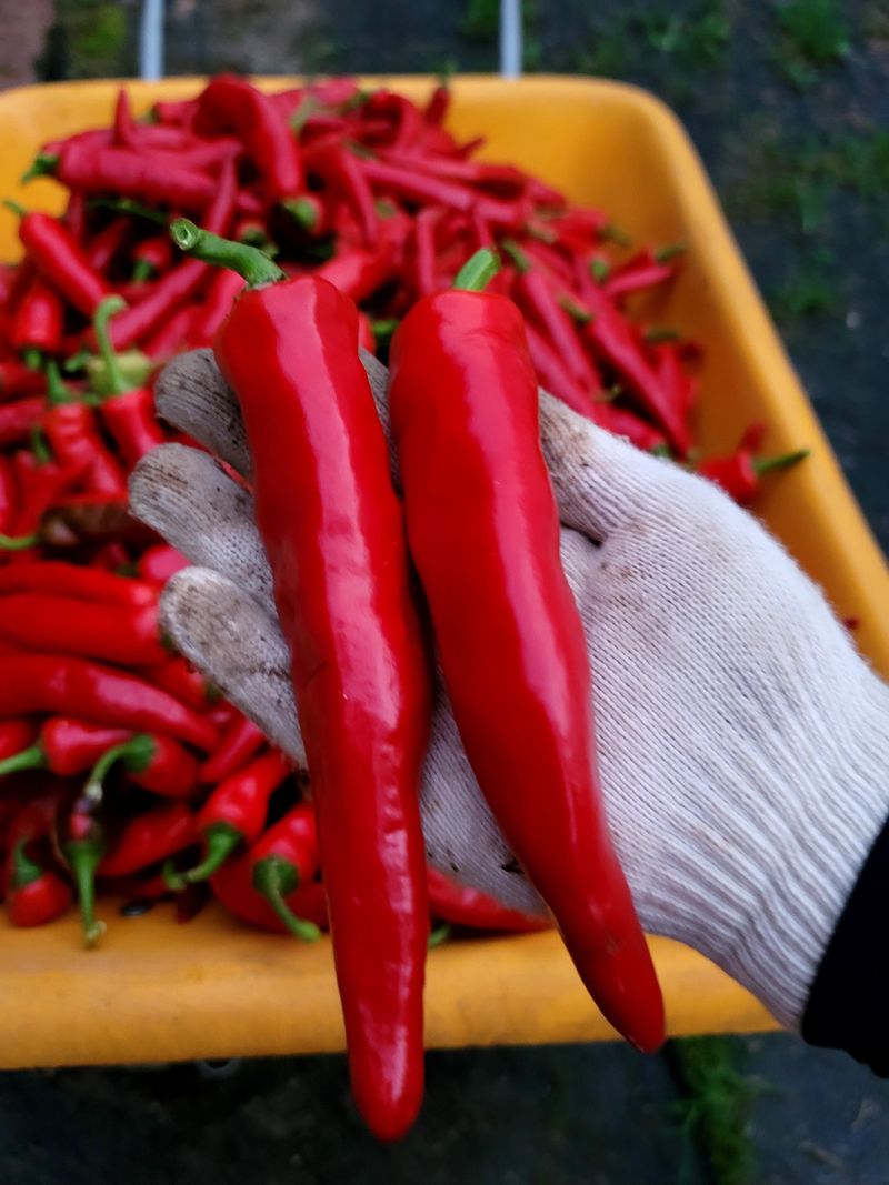 박경미님의 장터 판매 상품 [고추가루600그람] 첨부 사진