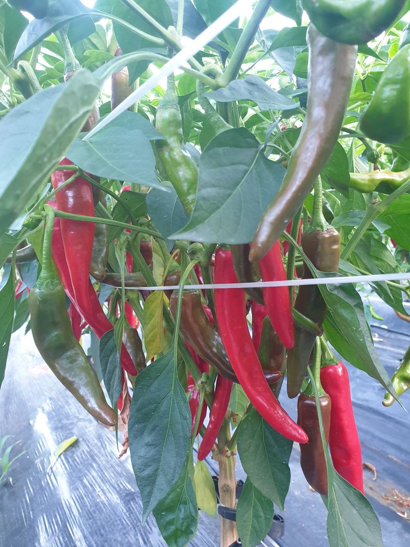 박경미님의 장터 판매 상품 [고추가루600그람] 첨부 사진