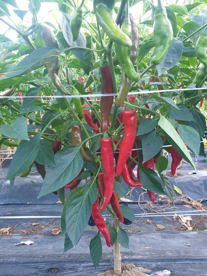 박경미님의 장터 판매 상품 [고추가루600그람] 첨부 사진