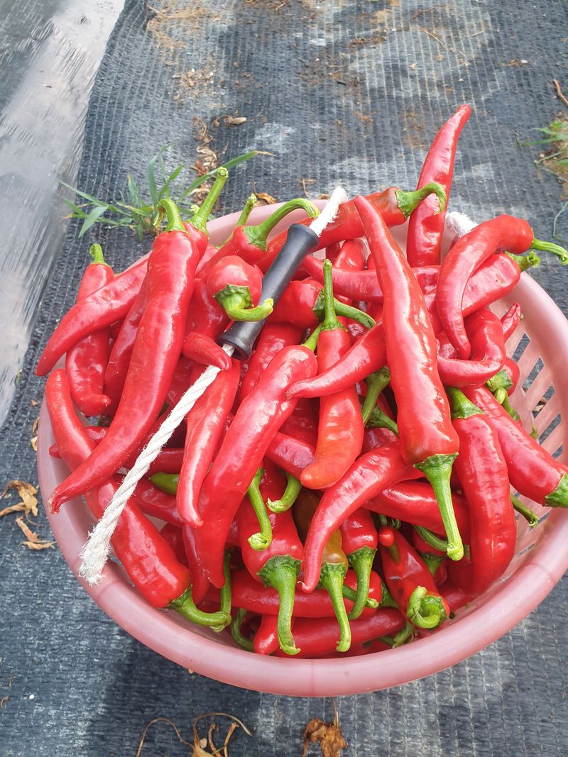 박경미님의 장터 판매 상품 [고추가루600그람] 첨부 사진