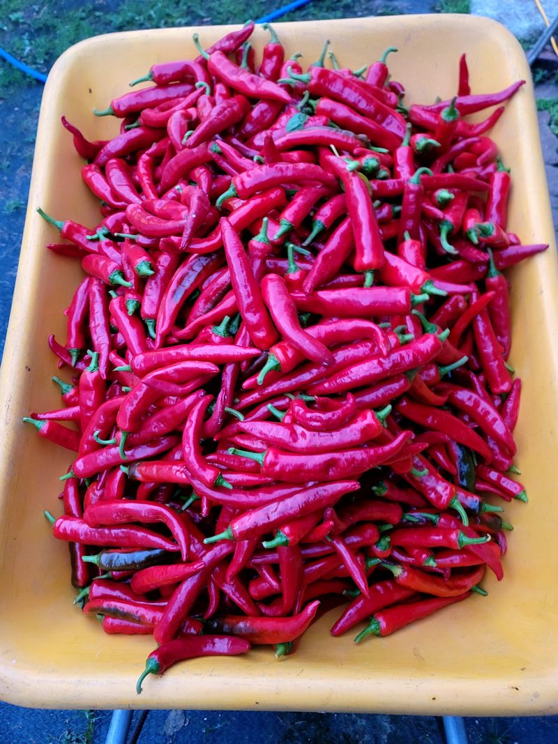 박경미님의 장터 판매 상품 [고추가루600그람] 첨부 사진