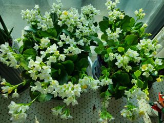 휘성님의 1월 내 작물 자랑하기 · 참여글 작성글 사진