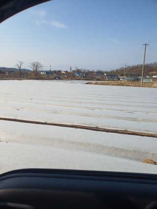 김영복님의 1월 내 작물 자랑하기 · 참여글 작성글 사진