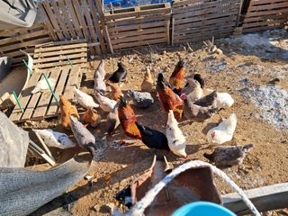 전희분님의 출석결과 자랑하기 · 참여글 작성글 사진