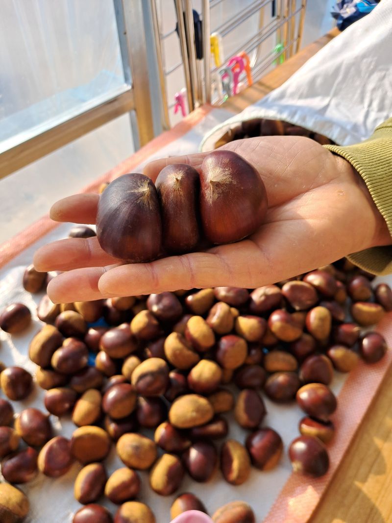 장터 상품 [공주밤 일반특] 썸네일