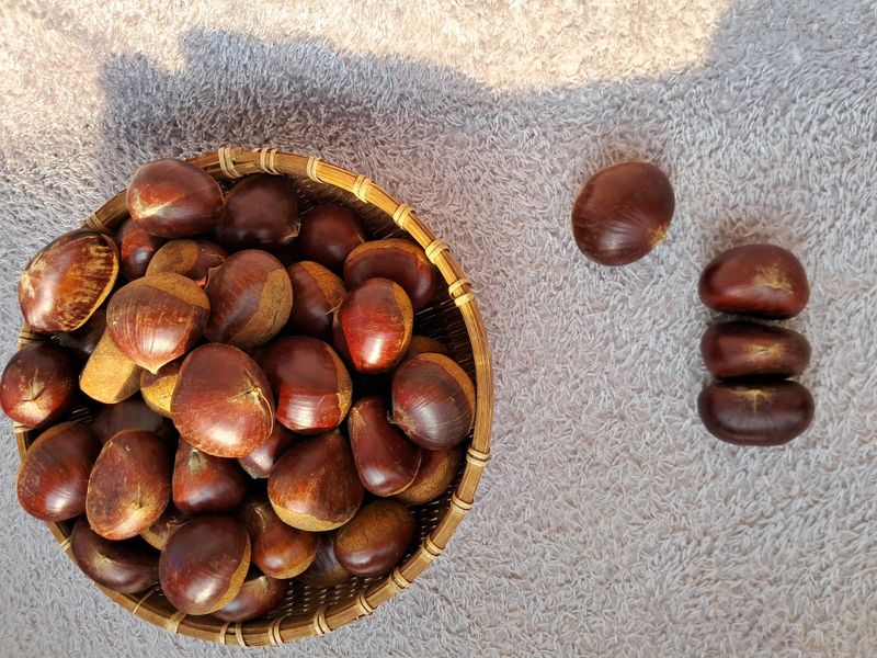 강의숙님의 장터 판매 상품 [공주밤 일반특] 첨부 사진