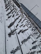 팜모닝 출석결과 자랑하기·참여글 게시글 이미지