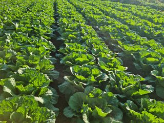 호박10174님의 출석결과 자랑하기 · 참여글 작성글 사진