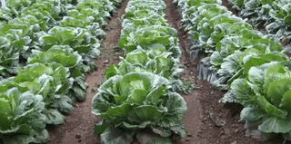 법선님의 1월 내 작물 자랑하기 · 참여글 작성글 사진