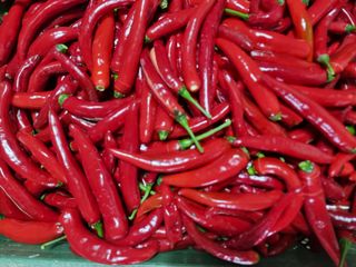 오늘은 마을에 봉사님의 고추 · 영농일지 작성글 사진