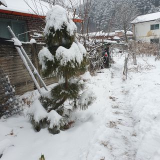 가평규남터밭농사님의 출석결과 자랑하기 · 참여글 작성글 사진