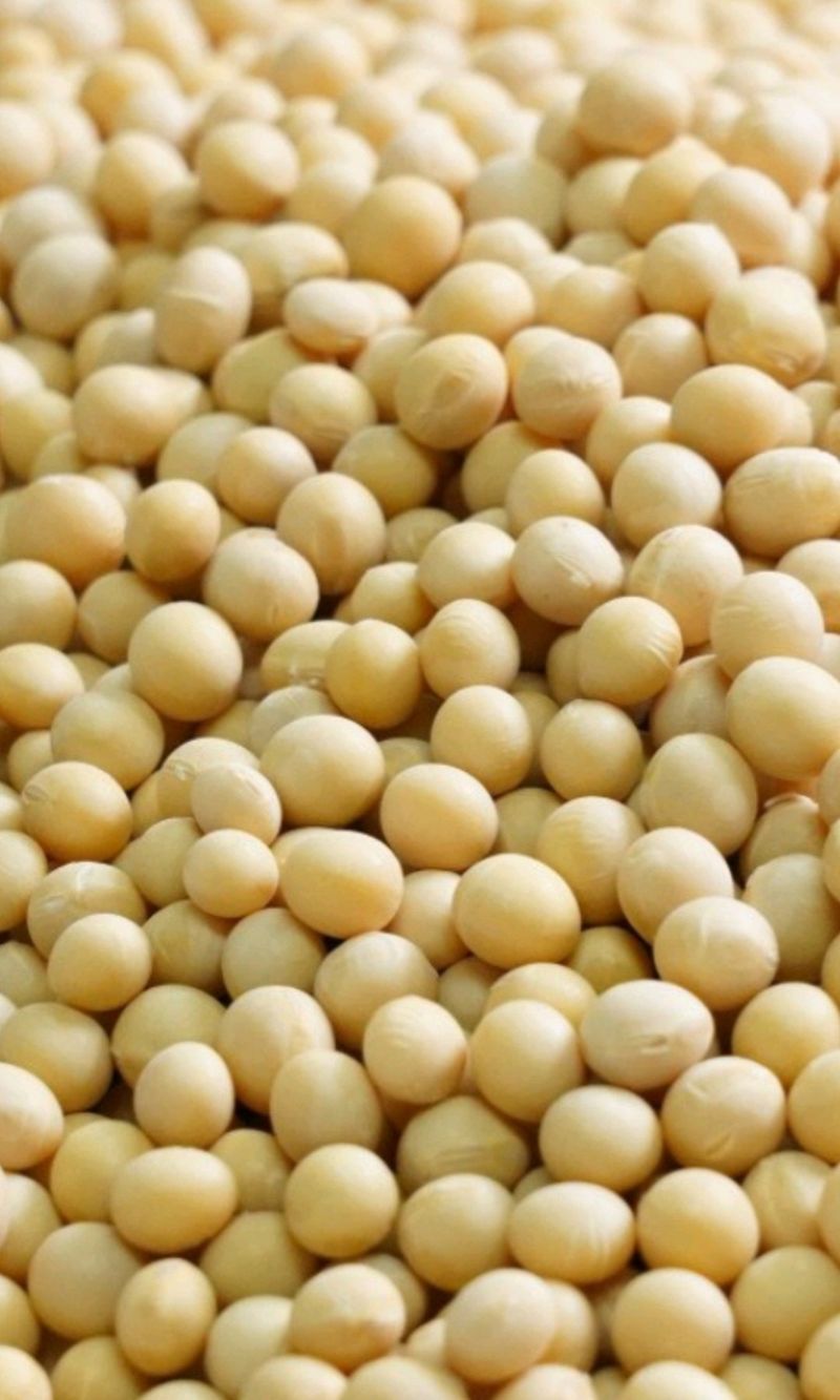 신동익님의 장터 판매 상품 [메주] 첨부 사진