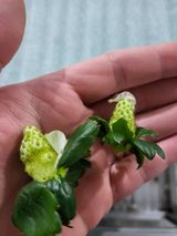 팜모닝 딸기·병해충상담 게시글 이미지