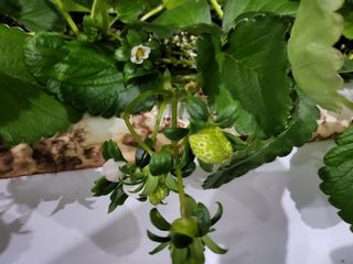 담양 딸기청년농님의 딸기 · 병해충상담 작성글 사진