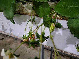 담양 딸기청년농님의 딸기 · 병해충상담 작성글 사진