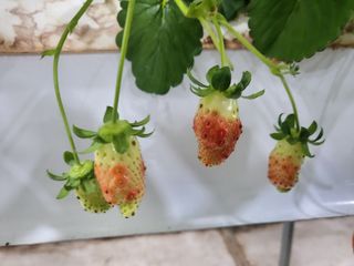 담양 딸기청년농님의 딸기 · 병해충상담 작성글 사진