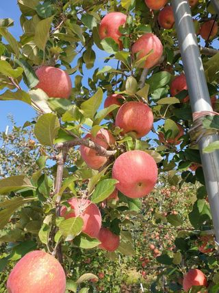 다나농원 이진우님의 작성글 사진