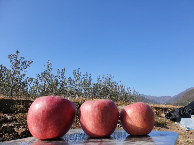 다나농원 이진우님의 장터 판매 상품 [청송꿀사과 정품 소과  중과 중대과 대과 5kg,10kg] 첨부 사진