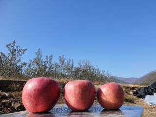 다나농원 이진우님의 작성글 사진