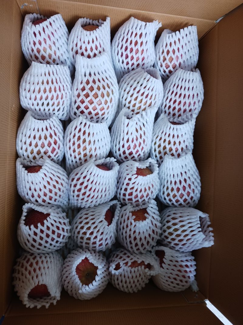 다나농원 이진우님의 장터 판매 상품 [청송꿀사과 정품 소과  중과 중대과 대과 5kg,10kg] 첨부 사진