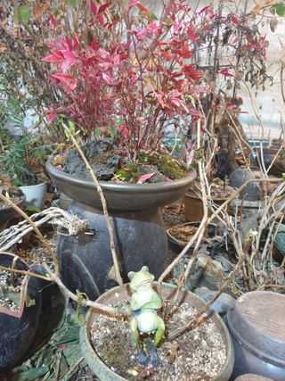 대추.야생화김민경님의 1월 내 작물 자랑하기 · 참여글 작성글 사진