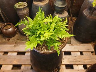 대추.야생화김민경님의 1월 내 작물 자랑하기 · 참여글 작성글 사진