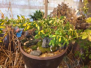 대추.야생화김민경님의 1월 내 작물 자랑하기 · 참여글 작성글 사진