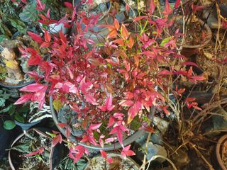 대추.야생화김민경님의 1월 내 작물 자랑하기 · 참여글 작성글 사진