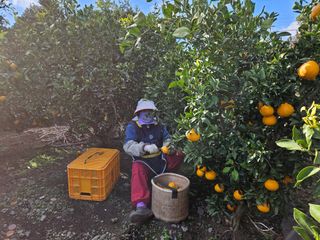 새달귤농장님의 귤 · 수확 작성글 사진
