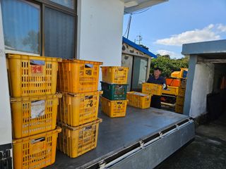 새달귤농장님의 귤 · 수확 작성글 사진