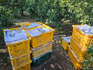 새달귤농장님의 귤 · 수확 작성글 사진