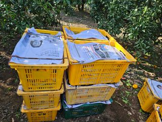 새달귤농장님의 귤 · 수확 작성글 사진