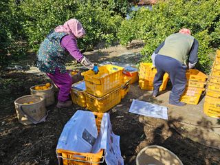 새달귤농장님의 귤 · 수확 작성글 사진