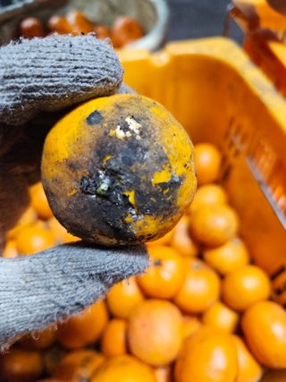 새달귤농장님의 귤 · 병해충상담 작성글 사진