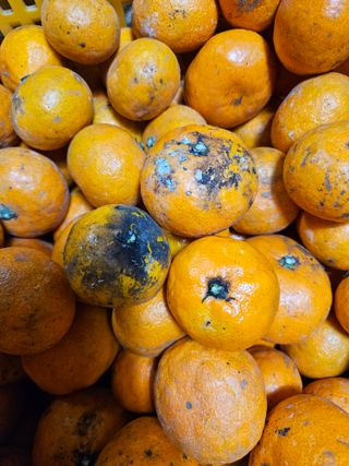 새달귤농장님의 귤 · 병해충상담 작성글 사진