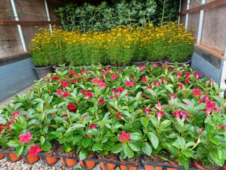 팜모닝회원 김순달 님의 출석결과 자랑하기 · 참여글 작성글 사진