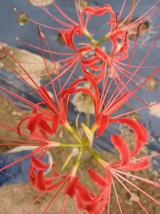 팜모닝회원 김순달 님의 출석결과 자랑하기 · 참여글 작성글 사진