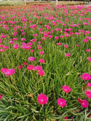 팜모닝회원 김순달 님의 출석결과 자랑하기 · 참여글 작성글 사진