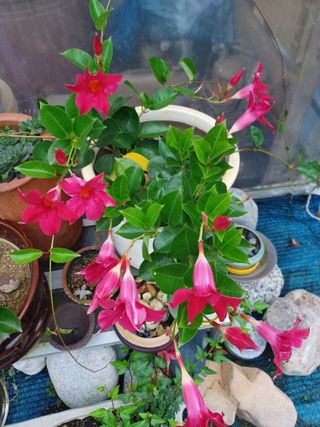 팜모닝회원 김순달 님의 출석결과 자랑하기 · 참여글 작성글 사진