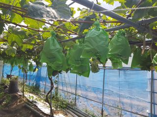 정석구님의 1월 내 작물 자랑하기 · 참여글 작성글 사진