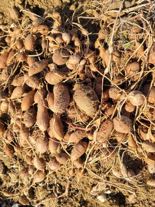 둥근마지기님의 1월 내 작물 자랑하기 · 참여글 작성글 사진