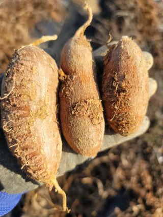 둥근마지기님의 1월 내 작물 자랑하기 · 참여글 작성글 사진